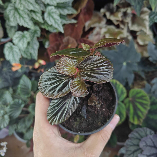 Begonia crockerensis is a rare and captivating begonia species native to the Crocker Range in Sabah, Malaysia. Known for its striking foliage and unique characteristics, this begonia variety is perfect for plant enthusiasts looking to add a touch of the exotic to their collection. With its dense reddish-brown glandular hairs and dark green leaves, it makes a beautiful addition to any indoor garden or terrarium.