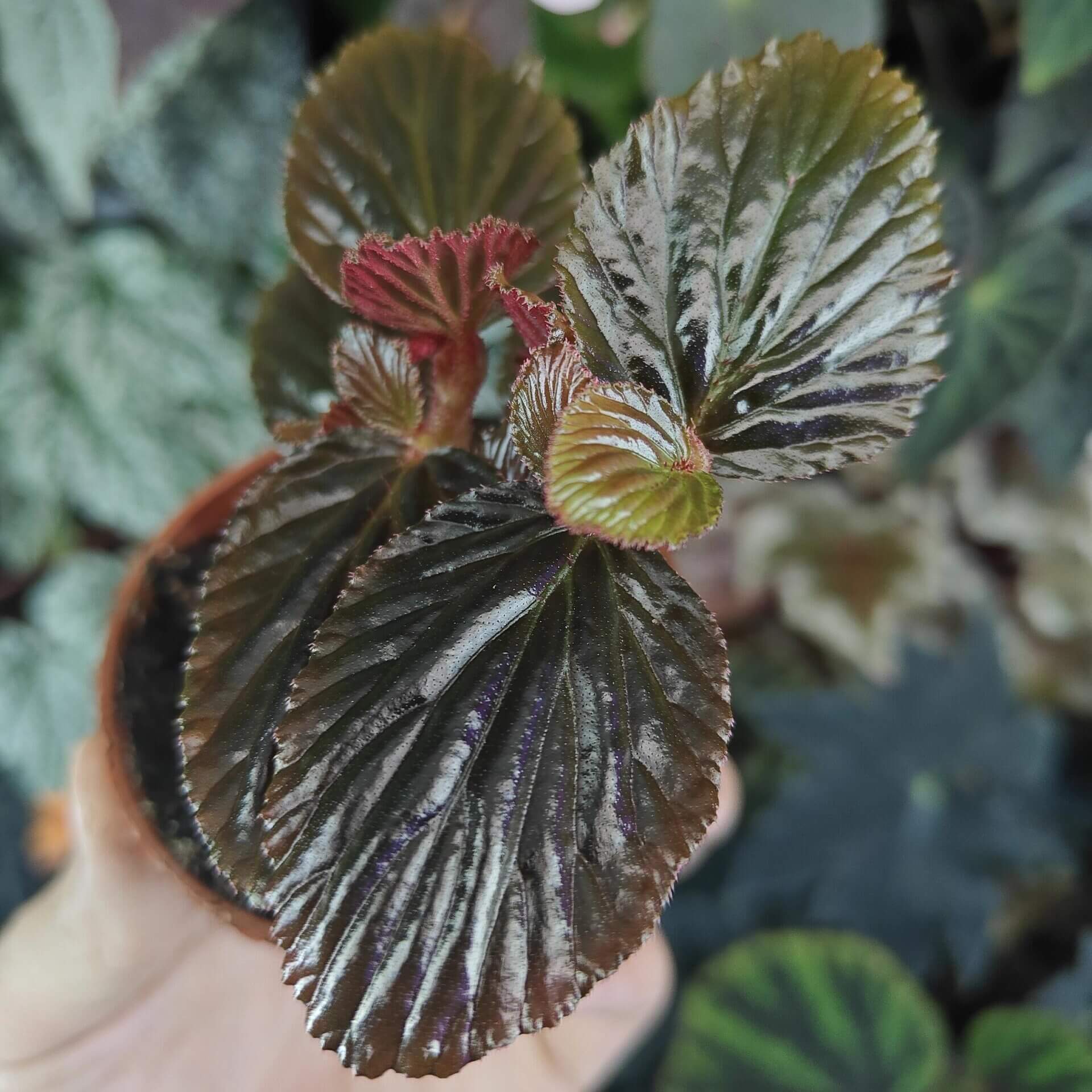 Begonia crockerensis is a rare and captivating begonia species native to the Crocker Range in Sabah, Malaysia. Known for its striking foliage and unique characteristics, this begonia variety is perfect for plant enthusiasts looking to add a touch of the exotic to their collection. With its dense reddish-brown glandular hairs and dark green leaves, it makes a beautiful addition to any indoor garden or terrarium.