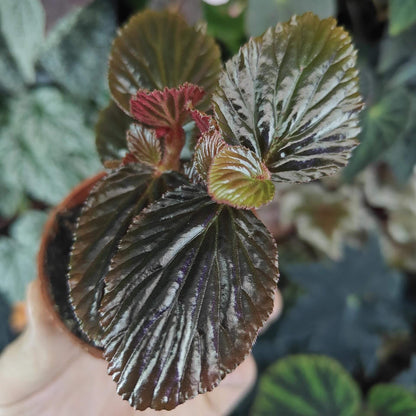 Begonia crockerensis is a rare and captivating begonia species native to the Crocker Range in Sabah, Malaysia. Known for its striking foliage and unique characteristics, this begonia variety is perfect for plant enthusiasts looking to add a touch of the exotic to their collection. With its dense reddish-brown glandular hairs and dark green leaves, it makes a beautiful addition to any indoor garden or terrarium.