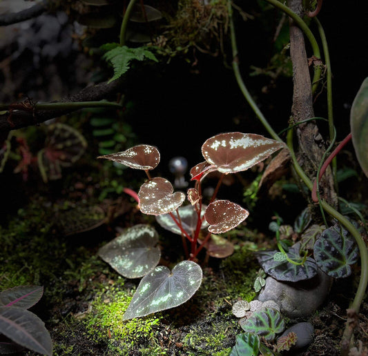 Begonia curtisii is a stunning begonia native to the Panan region of Thailand, where it grows on limestone cliffs. Known for its distinctive leaf patterns and high humidity tolerance, this begonia is a perfect addition to any indoor garden. Its leaves are adorned with striking fluorescent spots that can appear in block shapes or as band-like stripes along the edges. These spots can sometimes form a starry pattern, especially on new leaves, which tend to have larger spots than older leaves.
