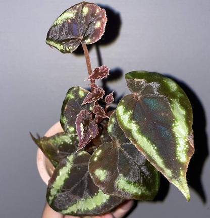 Begonia curtisii is a stunning begonia native to the Panan region of Thailand, where it grows on limestone cliffs. Known for its distinctive leaf patterns and high humidity tolerance, this begonia is a perfect addition to any indoor garden. Its leaves are adorned with striking fluorescent spots that can appear in block shapes or as band-like stripes along the edges. These spots can sometimes form a starry pattern, especially on new leaves, which tend to have larger spots than older leaves.