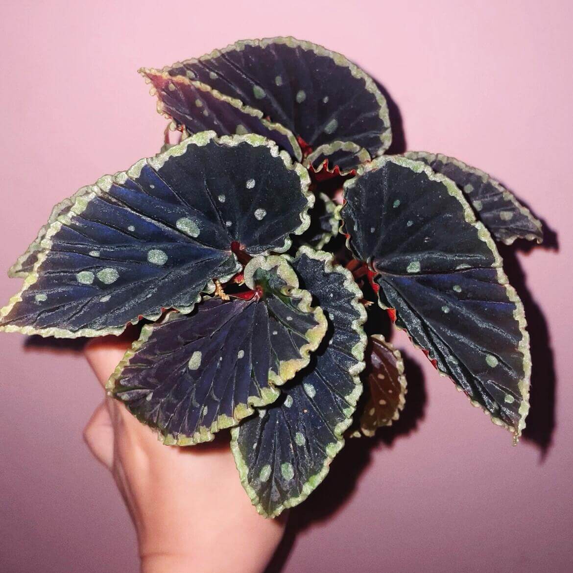 Begonia (darthvaderiana × malachosticta) belongs to the cane-type begonias and is a hybrid created from Begonia darthvaderiana and Begonia malachosticta. This hybrid combines the unique characteristics of both parent species. Its leaves are black with subtle purplish-red or brownish hues, and the edges are yellow-green. The surface is randomly speckled with yellow-green spots, creating a striking contrast with the dark leaves, making it visually captivating.