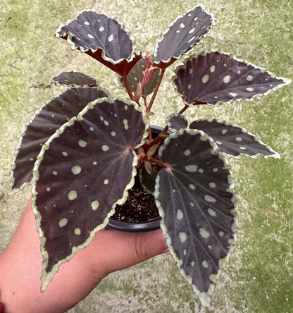 Begonia (darthvaderiana × malachosticta) belongs to the cane-type begonias and is a hybrid created from Begonia darthvaderiana and Begonia malachosticta. This hybrid combines the unique characteristics of both parent species. Its leaves are black with subtle purplish-red or brownish hues, and the edges are yellow-green. The surface is randomly speckled with yellow-green spots, creating a striking contrast with the dark leaves, making it visually captivating.