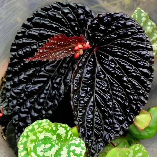 Begonia daunhitam is a newly discovered species native to West Kalimantan, Indonesia, known for its striking, iridescent dark foliage. Its name "daunhitam," meaning "black leaf" in Indonesian, perfectly describes its unique dark, almost black leaves, which feature a mesmerizing blue sheen. The deeply corrugated texture of its leaves adds a beautiful dimension, making this begonia an eye-catching addition to any plant collection.