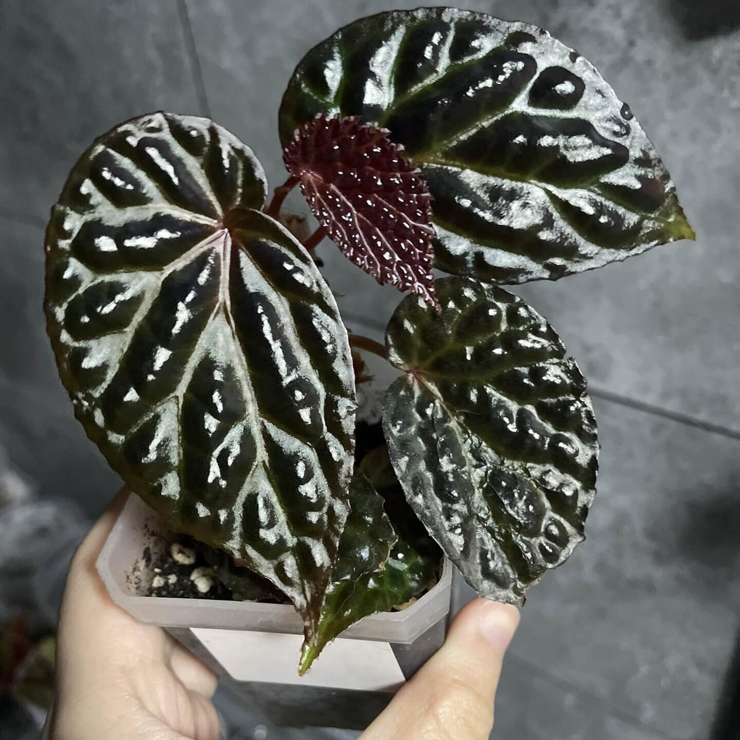 Begonia daunhitam is a newly discovered species native to West Kalimantan, Indonesia, known for its striking, iridescent dark foliage. Its name "daunhitam," meaning "black leaf" in Indonesian, perfectly describes its unique dark, almost black leaves, which feature a mesmerizing blue sheen. The deeply corrugated texture of its leaves adds a beautiful dimension, making this begonia an eye-catching addition to any plant collection.