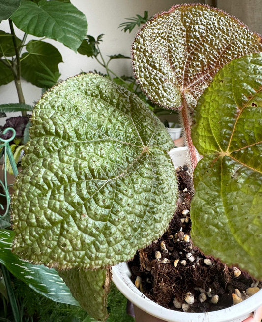 Begonia daweishanensis is a rare begonia species native to the Dawei Mountain region in southern China.