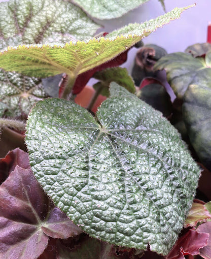 Begonia daweishanensis is a rare begonia species native to the Dawei Mountain region in southern China.