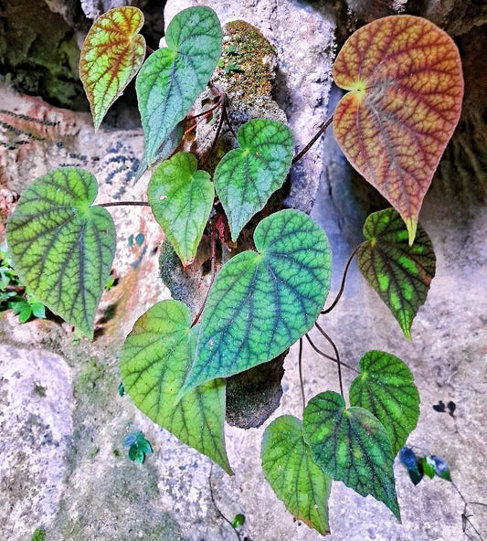 Begonia daxinensis is a rare begonia species native to the Daxin County region in Guangxi, China. First described in 1997 by scientist Tsue Chih Ku, this species is known for its unique habitat preferences, typically found in shaded, moist environments on rocky terrains. Due to its specialized growth conditions and limited distribution, Begonia daxinensis is a highly sought-after addition for serious plant collectors.