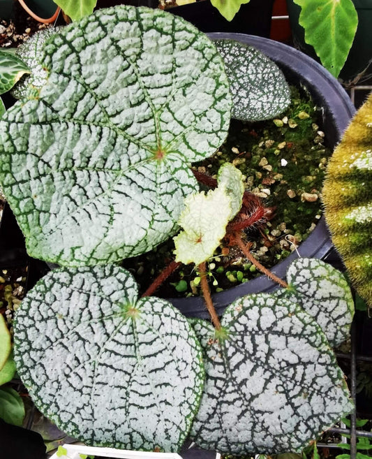 Begonia debaoensis is an ornamental plant native to the Debao region in Guangxi, China. The plant’s standout feature is its heart-shaped leaves, which display a striking combination of silver marbling against dark green tones. The edges of the leaves are highlighted with a subtle green border, while the smooth, slightly raised surface adds texture and visual interest. This unique foliage makes Begonia debaoensis a captivating addition to any indoor space.