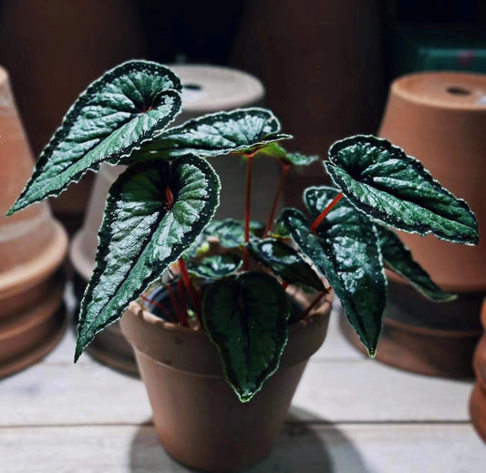Begonia dinhdui is a rhizomatous species native to South Vietnam. The leaves are long and heart-shaped, with deep green coloration. They feature a wide black band around the leaf margin, as well as at the point where the petiole attaches and along the main vein in the center of the leaf.