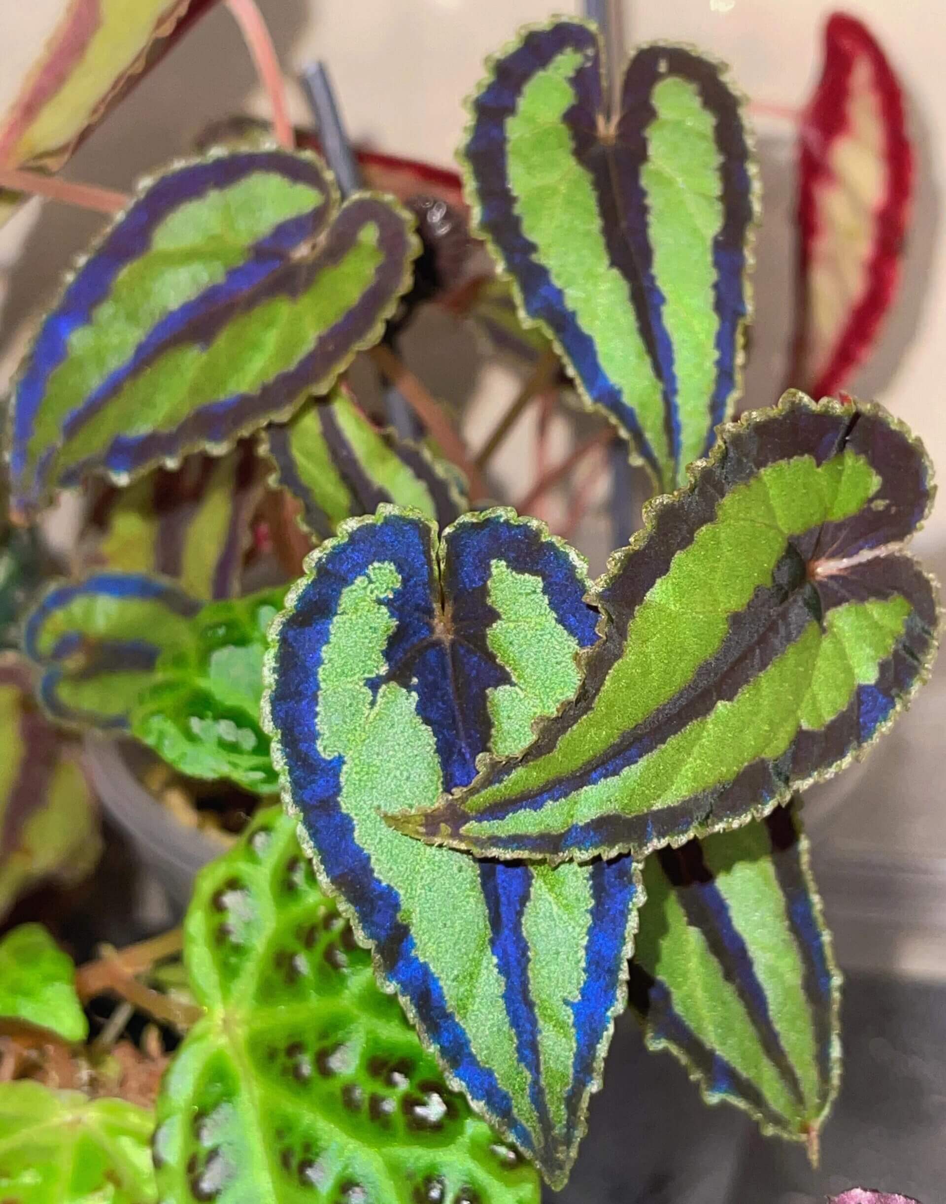 Begonia dinhdui for Sale – Begin With Plants