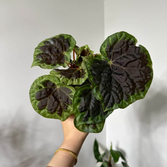 Begonia dongoranensis is a rare and unique begonia species native to the tropical regions of Sumatra, Indonesia. This begonia is highly valued for its striking leaf pattern, featuring a rich brown center surrounded by a vibrant green border. The glossy leaves have a textured, quilted appearance, creating an intriguing contrast of colors. This begonia is perfect for plant enthusiasts seeking a rare, ornamental addition to their collection.
