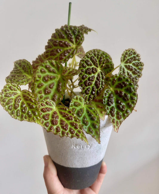 Begonia dracopelta is a unique and rare begonia species native to Indonesia, specifically Borneo. Known for its dramatic and textured foliage, this begonia is perfect for collectors looking for an exotic plant that stands out. With its dragon-like, bullate (puckered) leaves and striking color transitions, Begonia dracopelta will make a captivating addition to any plant collection.