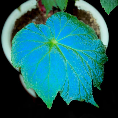 Begonia edulis is a tropical perennial species in the Begoniaceae family, native to regions of Central and South America as well as parts of Asia such as China and Vietnam. It typically grows in moist, shaded forest habitats, producing asymmetrical, serrated leaves and small flowers that are often white with yellow centers. Under low light conditions, its foliage may exhibit a subtle iridescence, reflecting a faint bluish sheen.