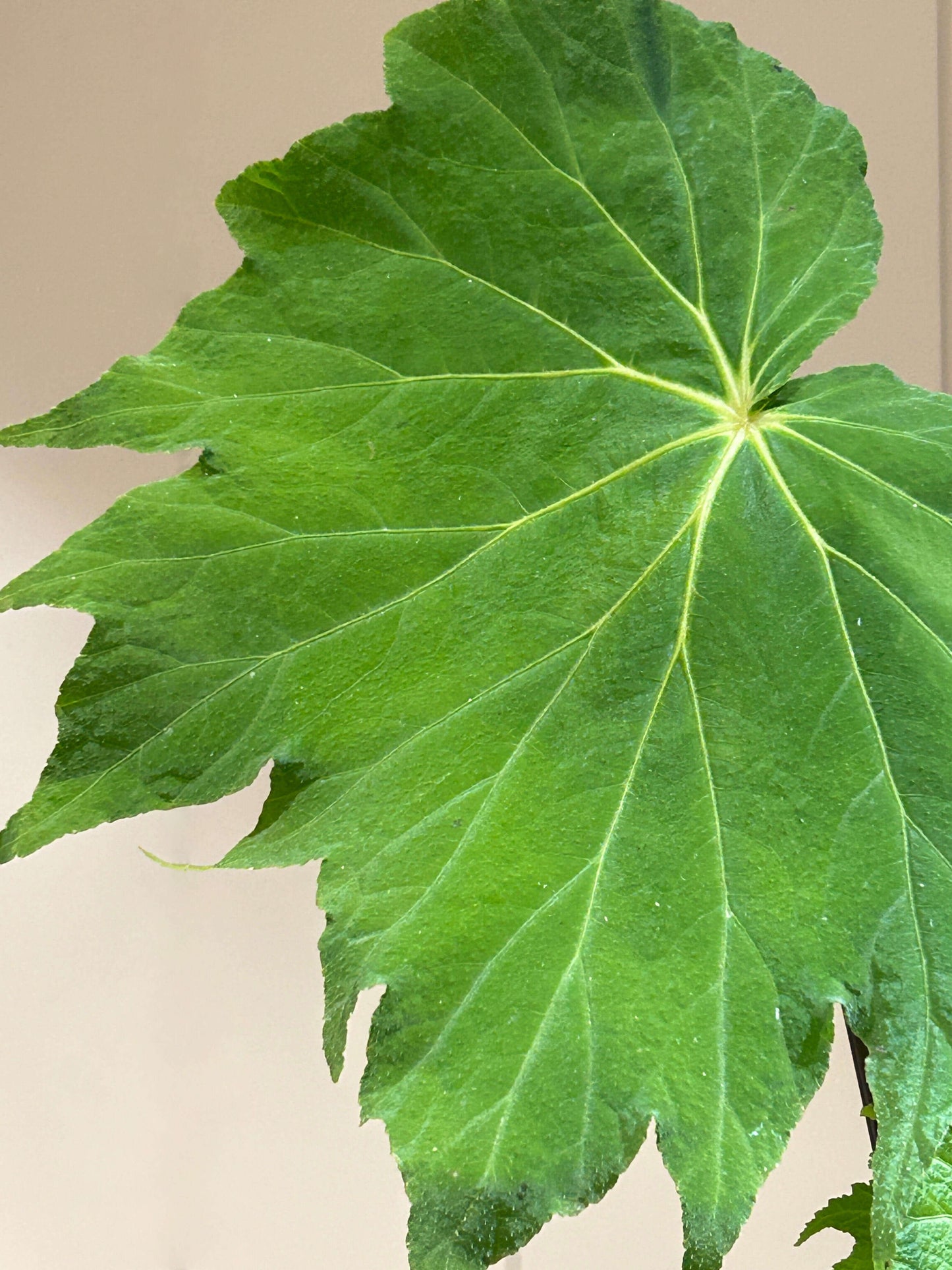 Begonia edulis is a tropical perennial species in the Begoniaceae family, native to regions of Central and South America as well as parts of Asia such as China and Vietnam. It typically grows in moist, shaded forest habitats, producing asymmetrical, serrated leaves and small flowers that are often white with yellow centers. Under low light conditions, its foliage may exhibit a subtle iridescence, reflecting a faint bluish sheen.