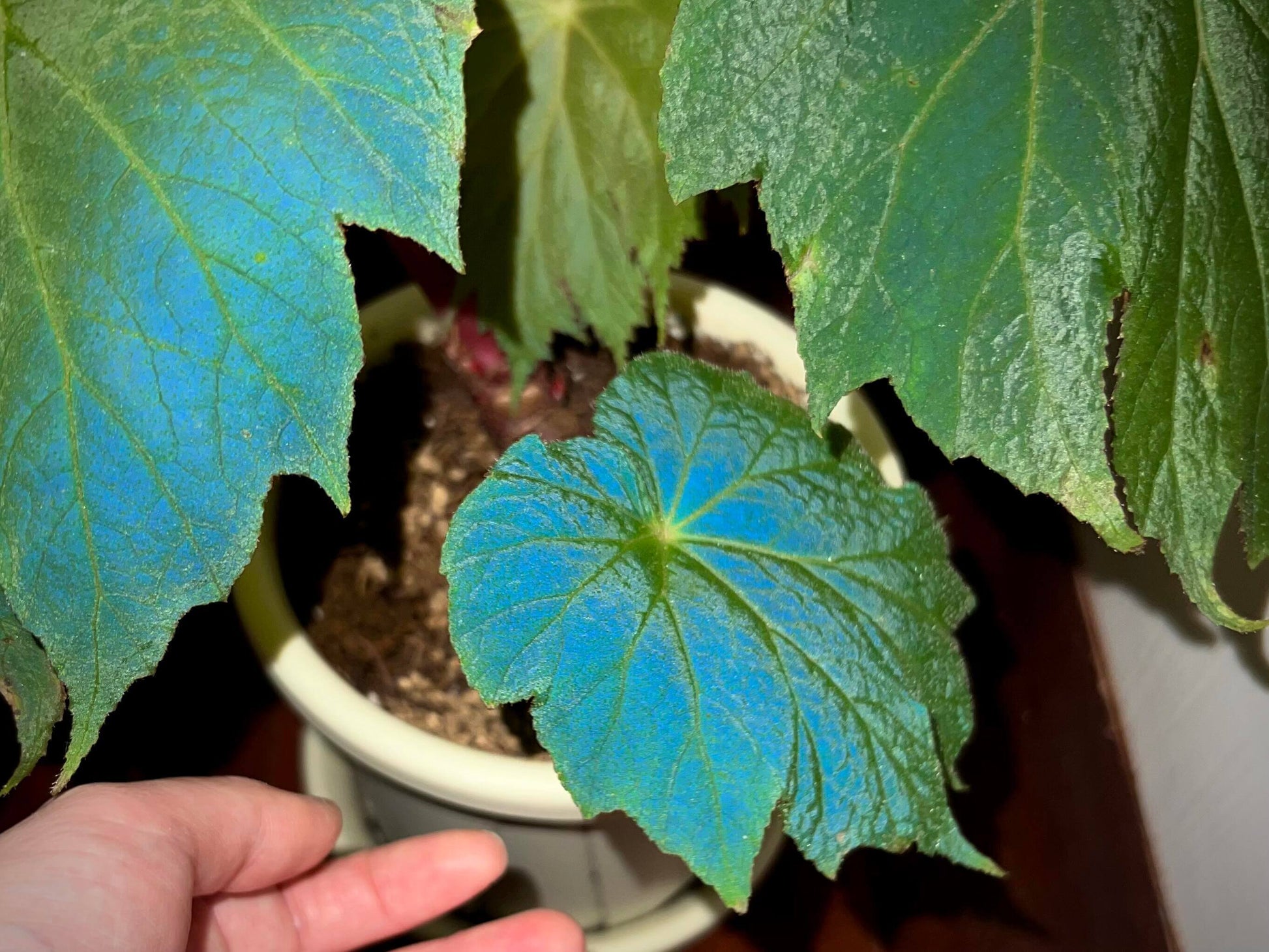 Begonia edulis is a tropical perennial species in the Begoniaceae family, native to regions of Central and South America as well as parts of Asia such as China and Vietnam. It typically grows in moist, shaded forest habitats, producing asymmetrical, serrated leaves and small flowers that are often white with yellow centers. Under low light conditions, its foliage may exhibit a subtle iridescence, reflecting a faint bluish sheen.