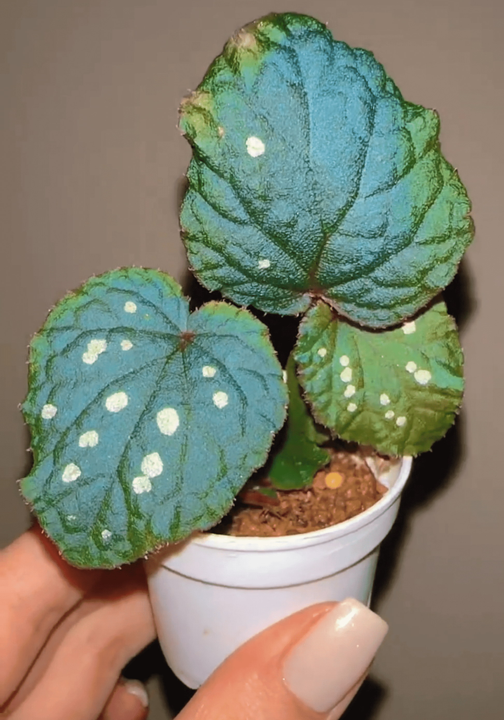 Begonia erectocarpa, also known as the Tuyen Quang begonia, is a rare and striking species native to Vietnam’s Tuyen Quang province. This begonia is renowned for its beautifully patterned leaves, which are dark green with prominent white spots. Under low-light conditions, the leaves transform into a soft blue hue, making it an even more captivating addition to your plant collection.