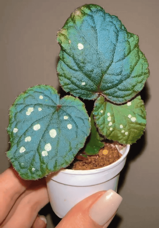 Begonia erectocarpa, also known as the Tuyen Quang begonia, is a rare and striking species native to Vietnam’s Tuyen Quang province. This begonia is renowned for its beautifully patterned leaves, which are dark green with prominent white spots. Under low-light conditions, the leaves transform into a soft blue hue, making it an even more captivating addition to your plant collection.