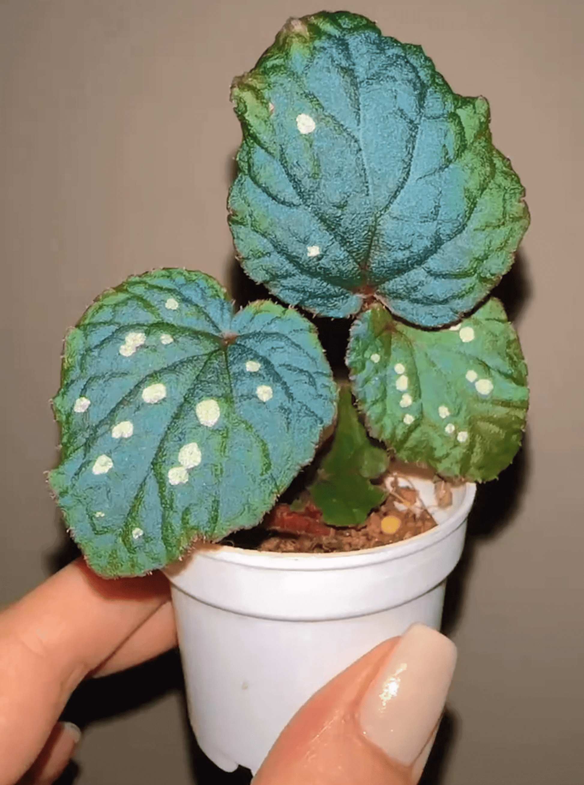 Begonia erectocarpa, also known as the Tuyen Quang begonia, is a rare and striking species native to Vietnam’s Tuyen Quang province. This begonia is renowned for its beautifully patterned leaves, which are dark green with prominent white spots. Under low-light conditions, the leaves transform into a soft blue hue, making it an even more captivating addition to your plant collection.