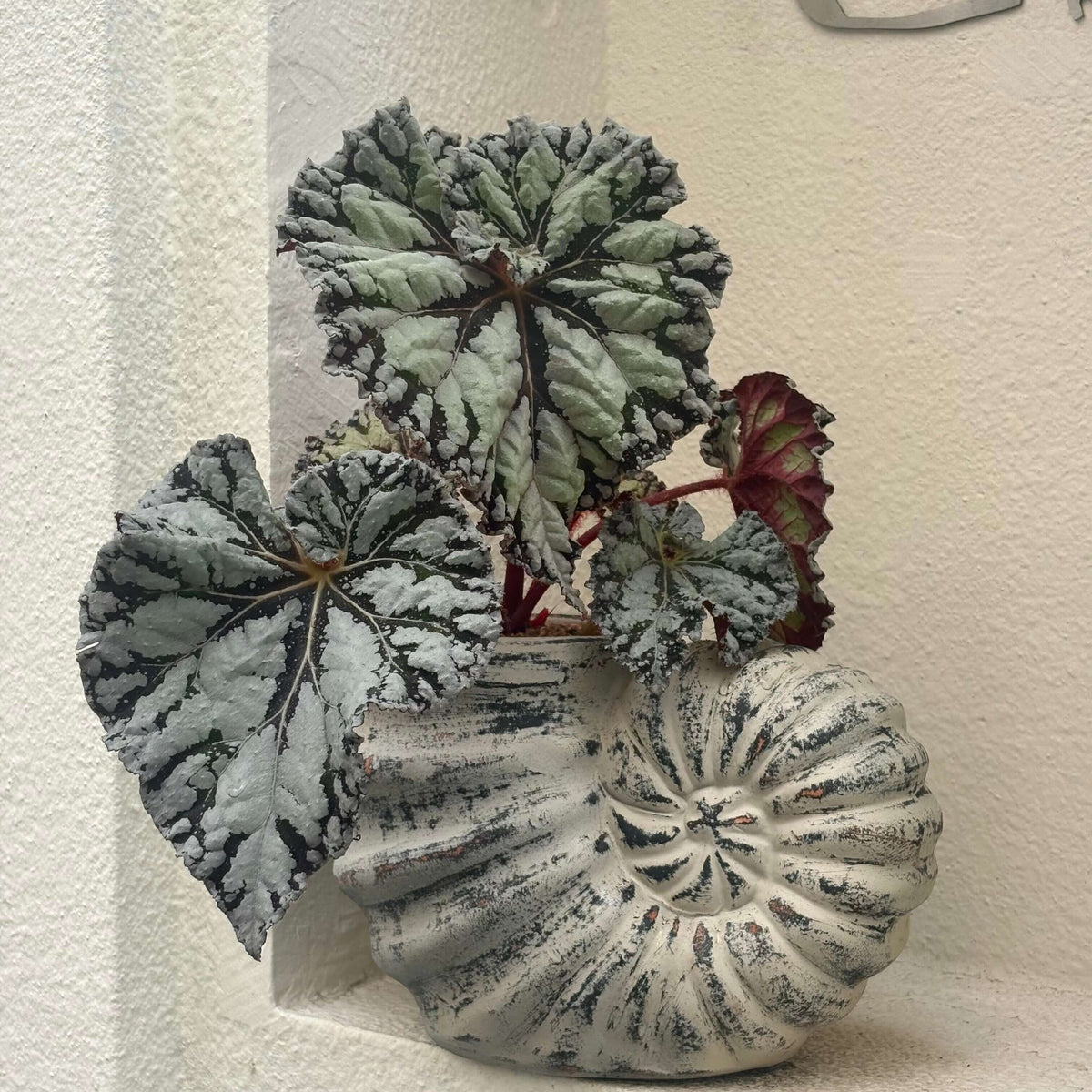 Begonia exibela is a striking foliage begonia with dramatic, deeply textured leaves and intricate silver-green patterns against a rich, almost black background. The broad, asymmetrical leaves feature irregular silvery patches radiating from the central veins, surrounded by dark chocolate-brown to burgundy markings and intricately ruffled, scalloped margins.