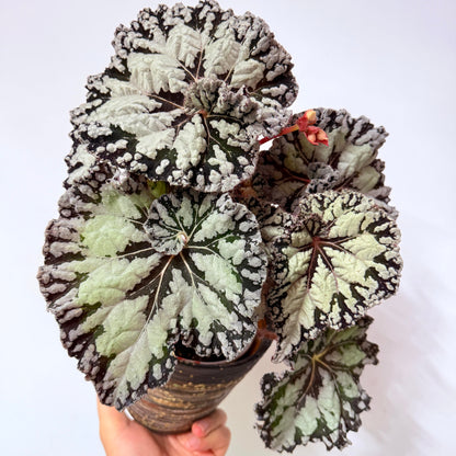 Begonia exibela is a striking foliage begonia with dramatic, deeply textured leaves and intricate silver-green patterns against a rich, almost black background. The broad, asymmetrical leaves feature irregular silvery patches radiating from the central veins, surrounded by dark chocolate-brown to burgundy markings and intricately ruffled, scalloped margins.