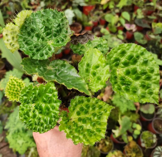 Begonia ferox Green Form is very similar to the well-known Begonia ferox, with the main difference being the color of the spines on its leaves. While both have striking foliage and a rugged appearance, the Green Form features soft green spines, in contrast to the typical red or brown spines of the regular Begonia ferox. This slight variation makes it a captivating addition to any collection, offering a gentler yet equally captivating look.