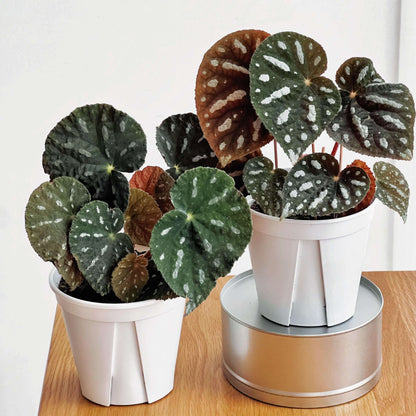 Begonia filiformis is a rare and fascinating Begonia species, native to the subtropical regions of Guangxi, China, and northern Vietnam. Known for its unique leaf patterns, featuring delicate white spots between the main veins, and its compact growth, this plant is perfect for collectors and those looking to add a distinctive touch to their indoor spaces.