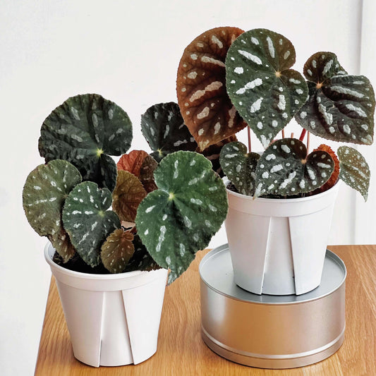 Begonia filiformis is a rare and fascinating Begonia species, native to the subtropical regions of Guangxi, China, and northern Vietnam. Known for its unique leaf patterns, featuring delicate white spots between the main veins, and its compact growth, this plant is perfect for collectors and those looking to add a distinctive touch to their indoor spaces.