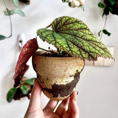 Begonia fimbristipula is a rare and visually captivating species native to the tropical forests of China. Often called the "Purple-Backed Begonia" due to its striking purple undersides, this plant is a must-have for collectors and enthusiasts. With its unique leaf structure, dark green upper surface, and beautiful purple underside, Begonia fimbristipula brings a touch of exotic beauty to any indoor garden.