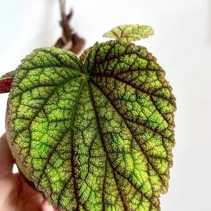 Begonia fimbristipula is a rare and visually captivating species native to the tropical forests of China. Often called the "Purple-Backed Begonia" due to its striking purple undersides, this plant is a must-have for collectors and enthusiasts. With its unique leaf structure, dark green upper surface, and beautiful purple underside, Begonia fimbristipula brings a touch of exotic beauty to any indoor garden.