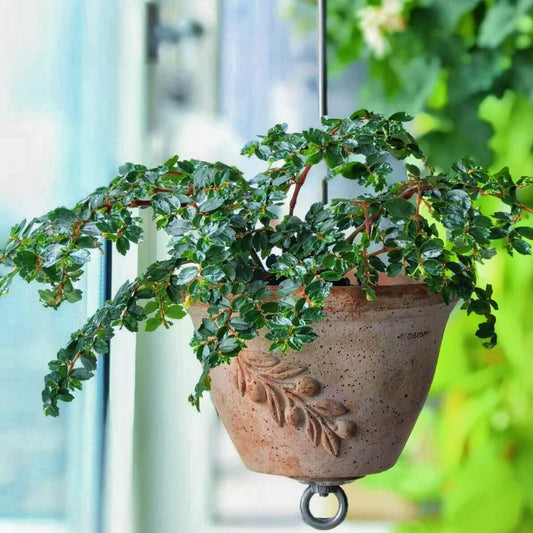 A delicate, miniature shrub-style begonia from Colombia and Venezuela, Begonia foliosa features arching, succulent red stems clad in glossy, tiny serrated leaves and adorned with charming white or pink blooms. Perfect for terrariums, vivariums, or hanging displays, it thrives in bright, indirect light and high humidity (60–90%).