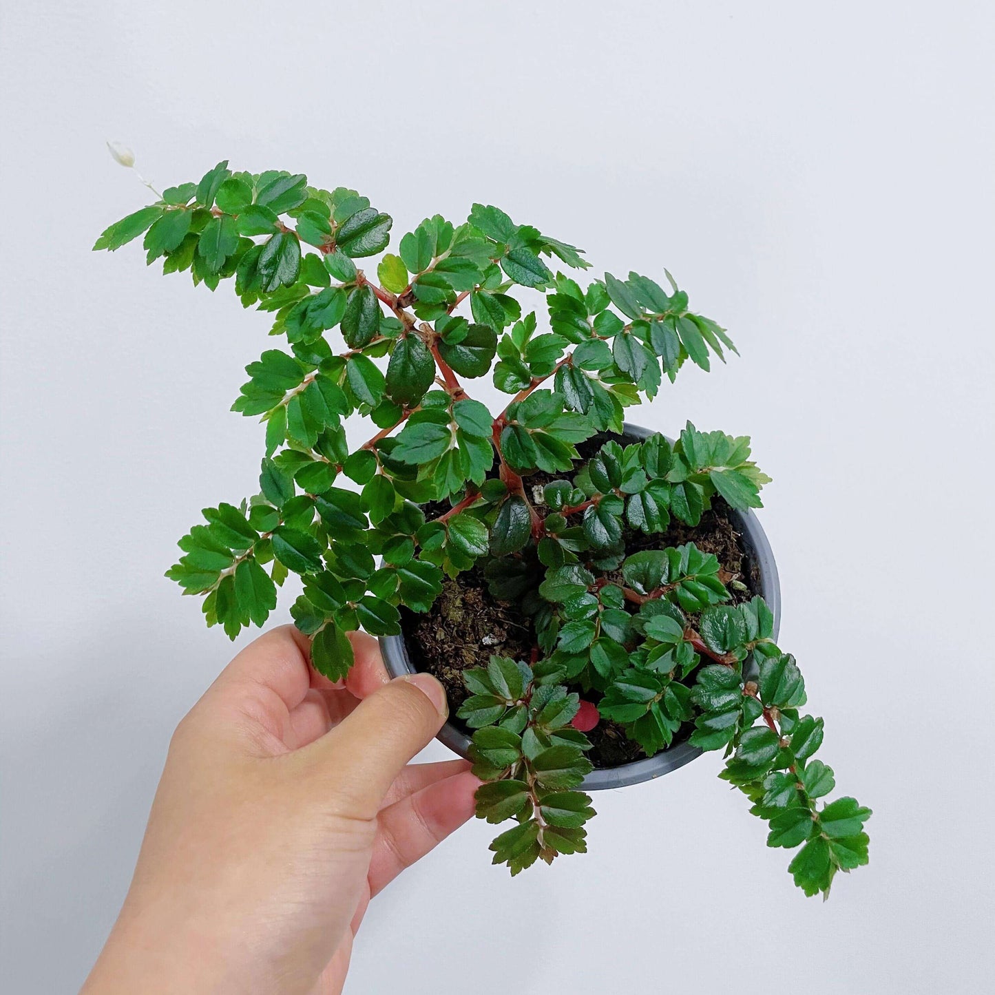 A delicate, miniature shrub-style begonia from Colombia and Venezuela, Begonia foliosa features arching, succulent red stems clad in glossy, tiny serrated leaves and adorned with charming white or pink blooms. Perfect for terrariums, vivariums, or hanging displays, it thrives in bright, indirect light and high humidity (60–90%).