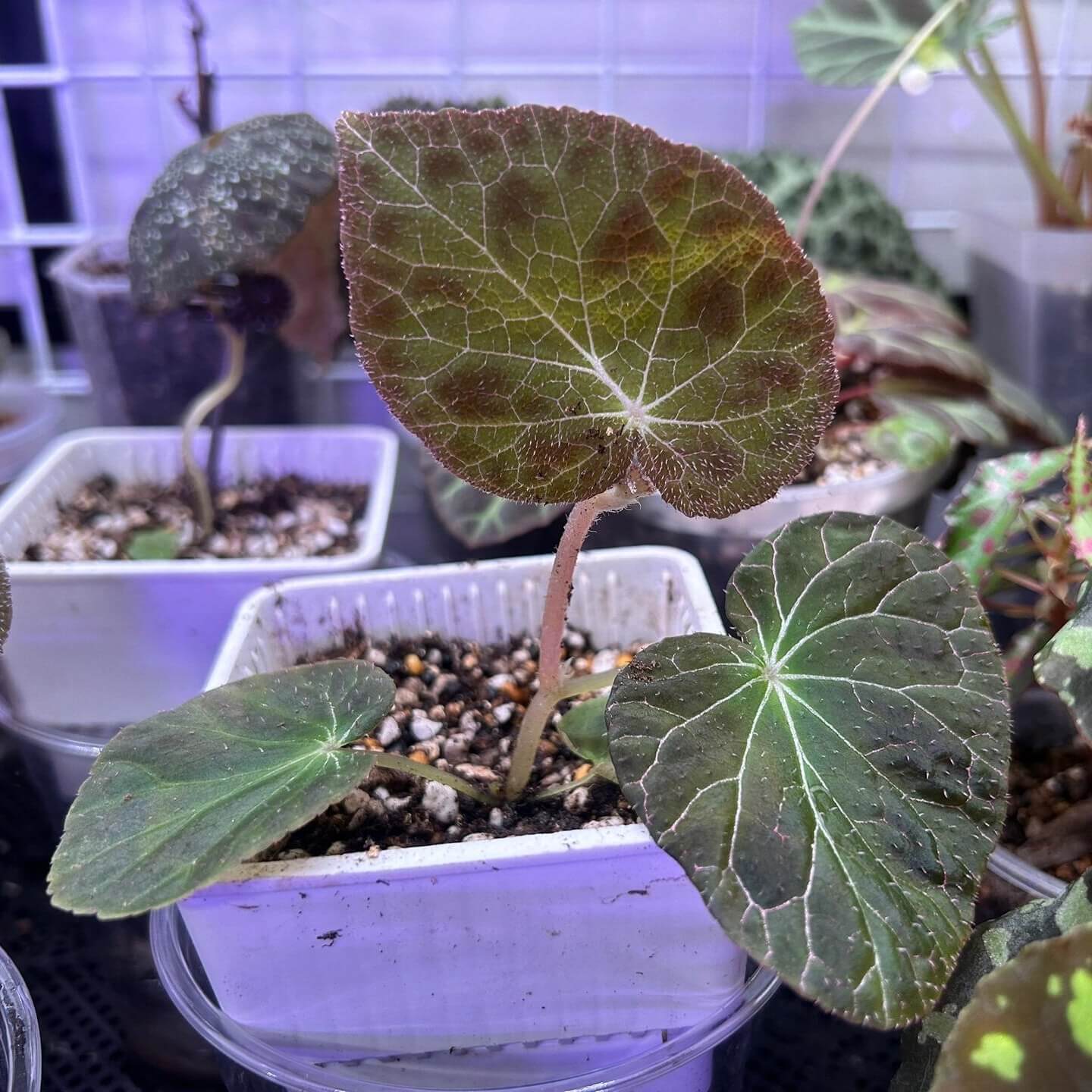 Begonia fulgurata is a rare and stunning tuberous begonia species native to the northern regions of Thailand, particularly Chiang Mai. First described in 2017, it belongs to the Diploclinium section of the Begoniaceae family. This begonia is known for its uniquely striking leaves, featuring maroon patches and fine silvery-white veins that resemble lightning patterns—truly a visual masterpiece for plant lovers.