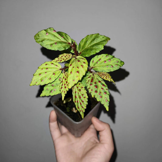 Begonia fuscisetosa is a rare, visually captivating species native to the misty slopes of Mount Kinabalu, Borneo. With its deep maroon stems and striking green leaves adorned with dark red spots, this begonia is a true treasure for seasoned plant collectors. Its small size and delicate nature make it a challenging but rewarding addition to any high-level plant collection.