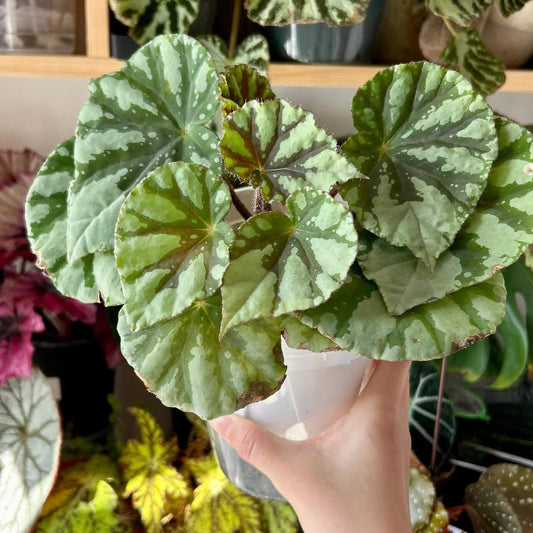 Begonia fuyangii belongs to Begonia sect. Coelocentrum, a group of begonias often associated with limestone (karst) habitats in southern China. The leaf surface is pale green, with irregular silvery-white spots and patches scattered toward the leaf margins.