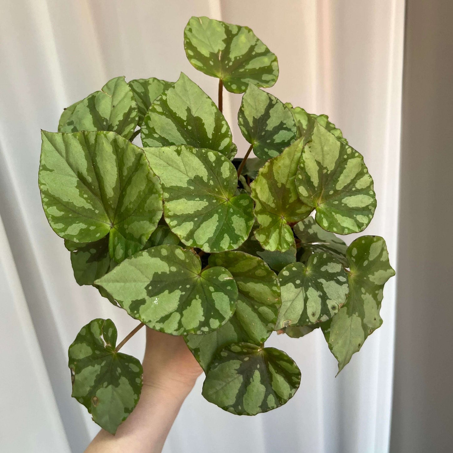 Begonia fuyangii belongs to Begonia sect. Coelocentrum, a group of begonias often associated with limestone (karst) habitats in southern China. The leaf surface is pale green, with irregular silvery-white spots and patches scattered toward the leaf margins.