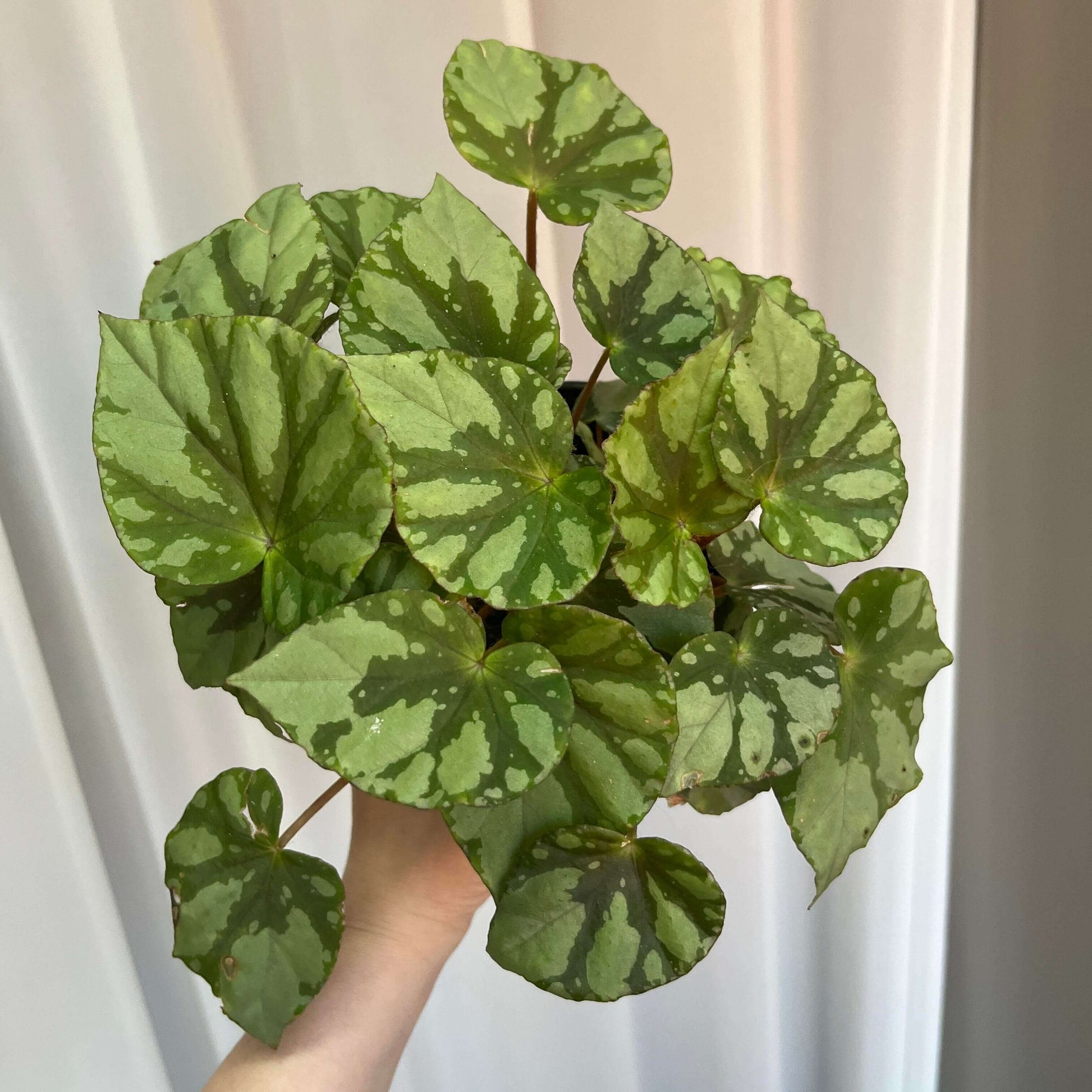 Begonia fuyangii belongs to Begonia sect. Coelocentrum, a group of begonias often associated with limestone (karst) habitats in southern China. The leaf surface is pale green, with irregular silvery-white spots and patches scattered toward the leaf margins.
