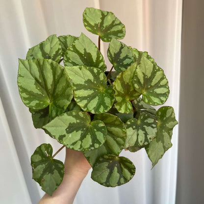 Begonia fuyangii belongs to Begonia sect. Coelocentrum, a group of begonias often associated with limestone (karst) habitats in southern China. The leaf surface is pale green, with irregular silvery-white spots and patches scattered toward the leaf margins.