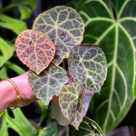 Begonia goegoensis, also known as the "Fire-King Begonia," is a rare and captivating species native to Sumatra, Indonesia. This begonia is renowned for its striking, peltate leaves that exhibit a beautiful bronze-green coloration with pale green veins. The undersides and edges of the leaves are adorned with a dull red hue and sparse red hairs, giving the foliage a heavily quilted appearance.