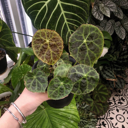 Begonia goegoensis, also known as the "Fire-King Begonia," is a rare and captivating species native to Sumatra, Indonesia. This begonia is renowned for its striking, peltate leaves that exhibit a beautiful bronze-green coloration with pale green veins. The undersides and edges of the leaves are adorned with a dull red hue and sparse red hairs, giving the foliage a heavily quilted appearance.
