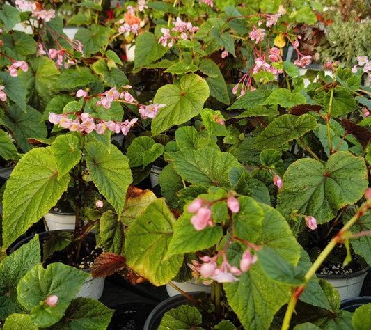 Begonia grandis subsp. sinensis is a hardy perennial herb native to China, known for its stunning foliage and beautiful flowers. It thrives in shady, humid environments, making it an ideal choice for gardens and indoor spaces. This variety is commonly found in the wild, growing in forests, valleys, and rocky areas at altitudes ranging from 300m to 2900m.