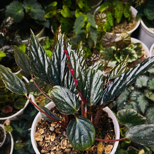 Begonia hatacoa var. rubrifolia is a rare and beautiful variety of the rhizomatous Begonia species, native to the Himalayas and Southeast Asia. It is known for its distinctive features and unique appearance, making it a must-have for collectors and plant enthusiasts. Features: Foliage: Dark green, glossy, lance-shaped leaves with stunning blood-red undersides, offering a striking contrast.