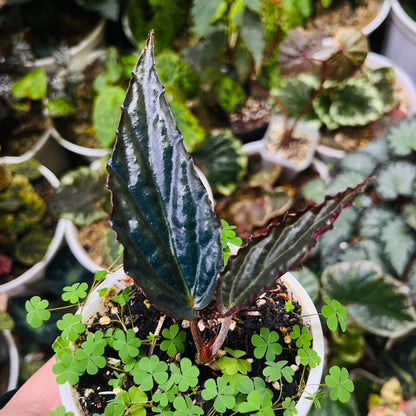 Begonia hatacoa var. rubrifolia is a rare and beautiful variety of the rhizomatous Begonia species, native to the Himalayas and Southeast Asia. It is known for its distinctive features and unique appearance, making it a must-have for collectors and plant enthusiasts. Features: Foliage: Dark green, glossy, lance-shaped leaves with stunning blood-red undersides, offering a striking contrast.