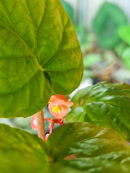 Begonia hekouensis is a captivating begonia species native to the Yunnan province in China. Known for its heart-shaped green leaves and vibrant flowers, this begonia adds elegance and beauty to any plant collection. The plant produces delicate peachy-pink flowers with bright yellow centers, making it an ideal choice for plant lovers seeking something unique.