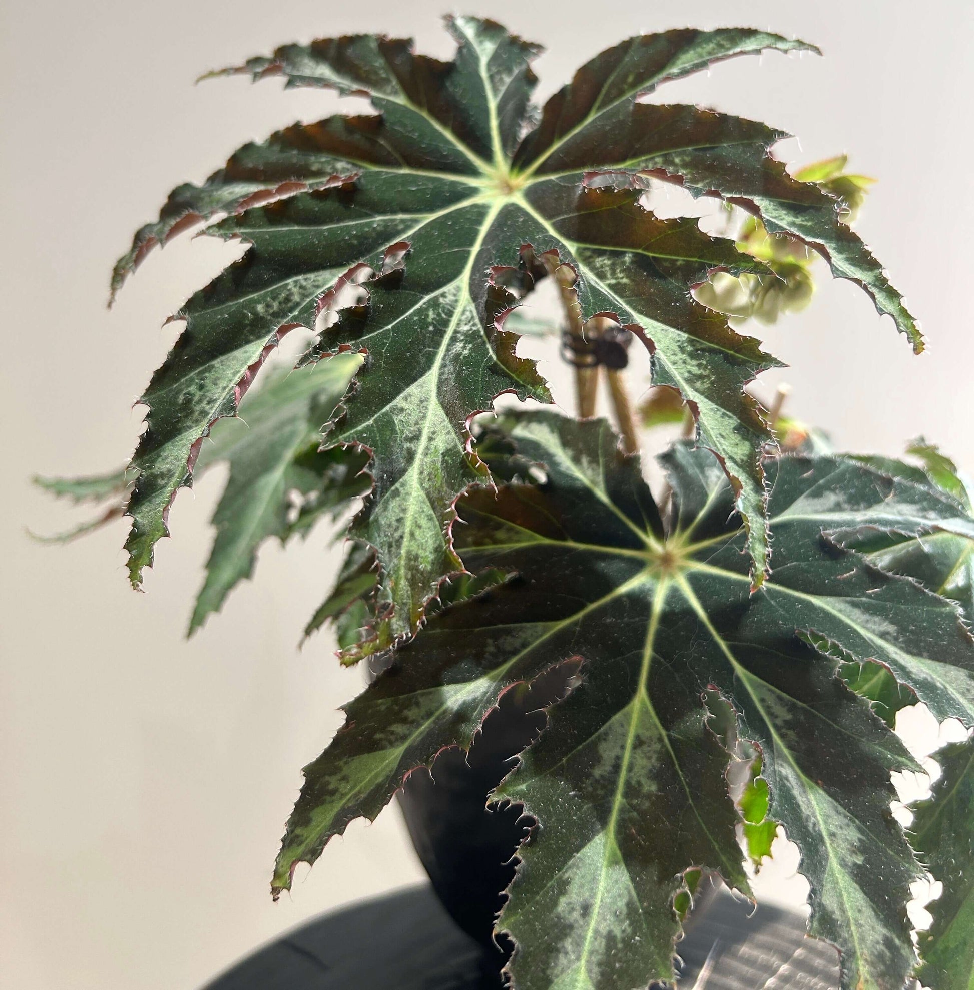 Begonia heracleifolia is a rhizomatous species in the Begoniaceae family, native to Mexico and northern Central America. It is highly variable in appearance but is best known for its large, palmately lobed leaves, which resemble a star or outstretched hand.