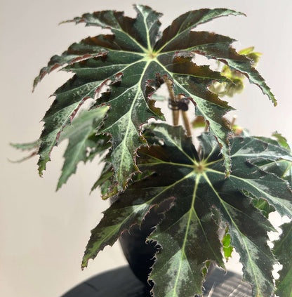 Begonia heracleifolia is a rhizomatous species in the Begoniaceae family, native to Mexico and northern Central America. It is highly variable in appearance but is best known for its large, palmately lobed leaves, which resemble a star or outstretched hand.