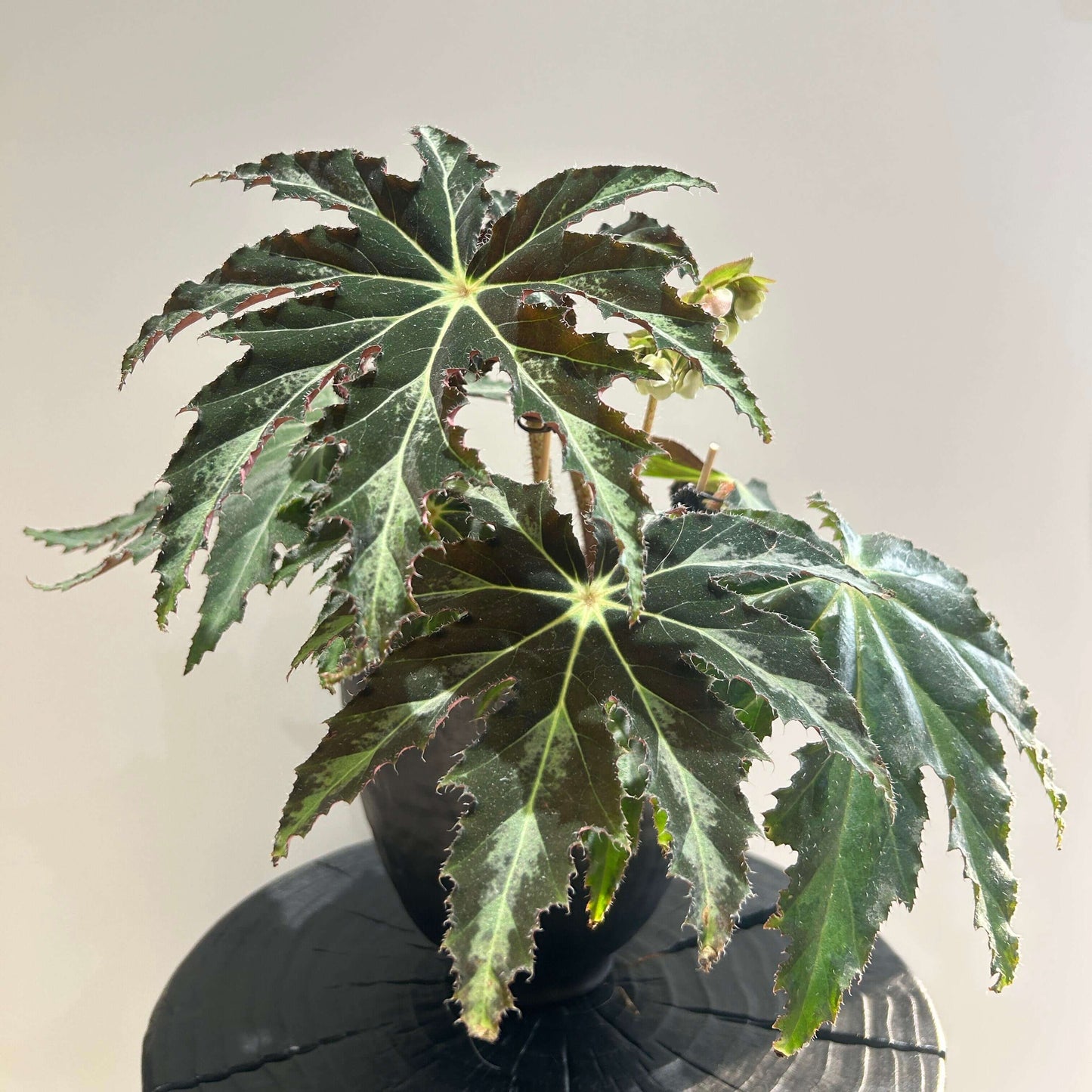 Begonia heracleifolia is a rhizomatous species in the Begoniaceae family, native to Mexico and northern Central America. It is highly variable in appearance but is best known for its large, palmately lobed leaves, which resemble a star or outstretched hand.