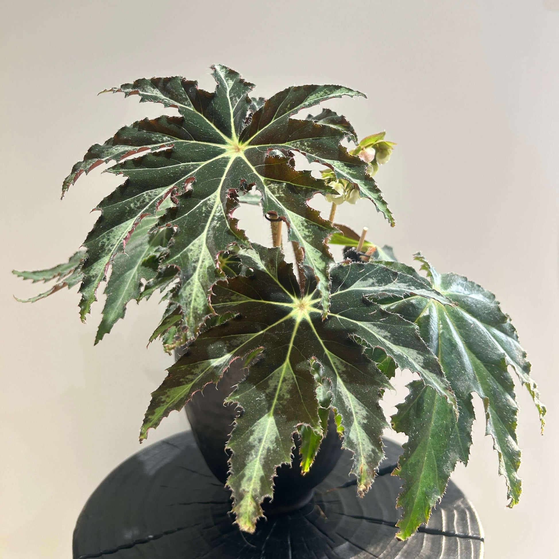 Begonia heracleifolia is a rhizomatous species in the Begoniaceae family, native to Mexico and northern Central America. It is highly variable in appearance but is best known for its large, palmately lobed leaves, which resemble a star or outstretched hand.