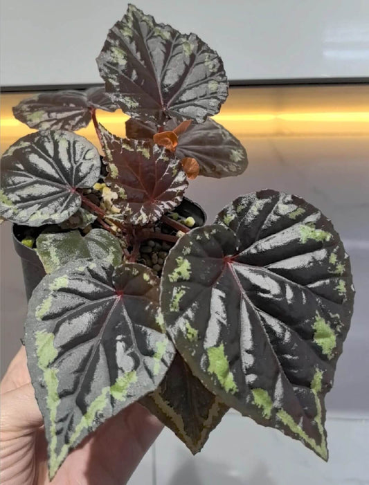 Begonia ignita is a rare and striking tuberous begonia species native to the lush forests of Sulawesi, Indonesia. Known for its heart-shaped leaves that transition from deep red with yellow edges to a mature green or nearly black color, this begonia is as visually captivating as it is unique. The plant's vibrant orange flowers, paired with its distinctive foliage, make it a must-have for collectors and plant enthusiasts alike.