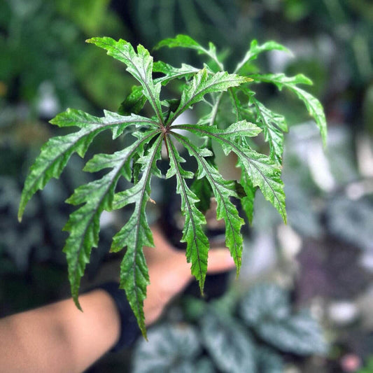Begonia jinyunensis is a recently discovered begonia species native to the Jinyun Mountain region in Chongqing, China. Officially recognized in 2014, this species is an important find within the begonia genus and holds significant academic value. Known for its unique leaf structure and delicate flowers, Begonia jinyunensis is a rare gem for plant collectors and enthusiasts seeking something truly unique.